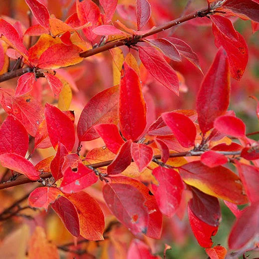 Cotoneaster acutifolius (C.lucidus)