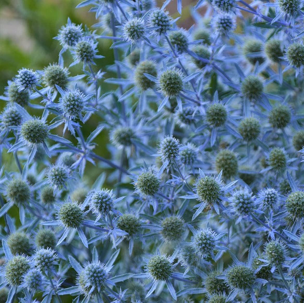 Eryngium planum 'Blue Hobbit'