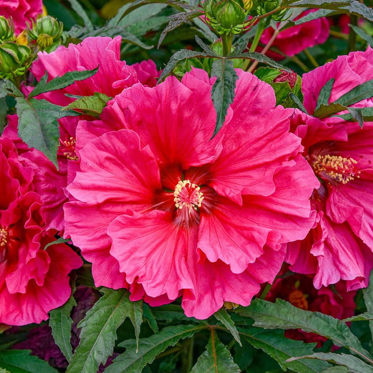 Hibiscus 'Watermelon Ruffles'