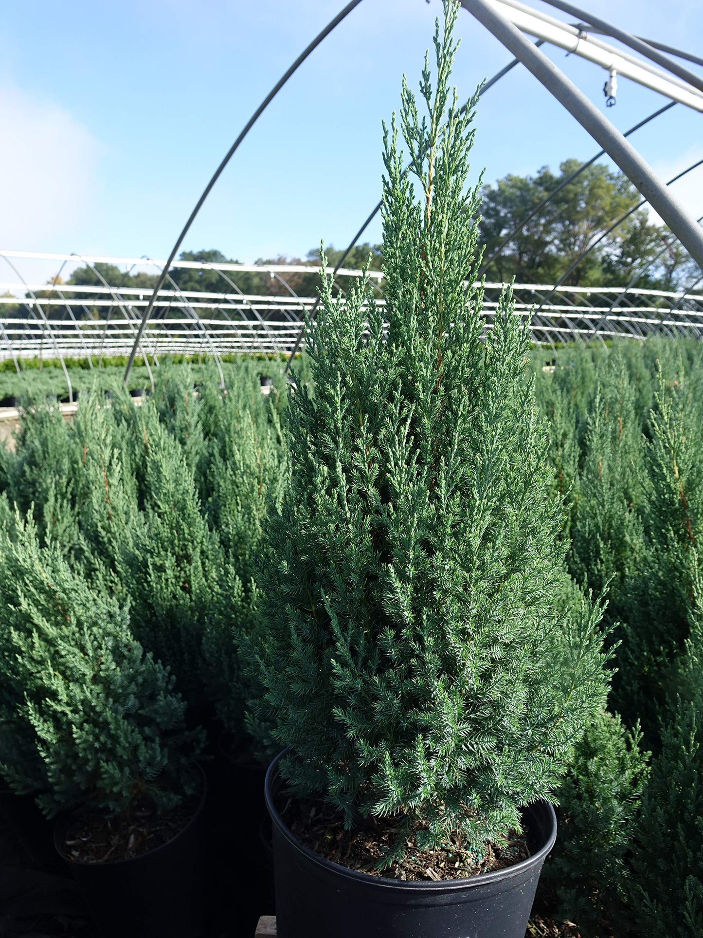 Juniperus chinensis 'Blue Point'