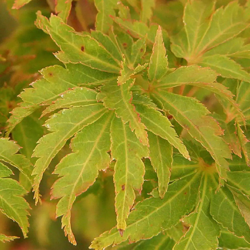 Acer palmatum 'Shishigashira'