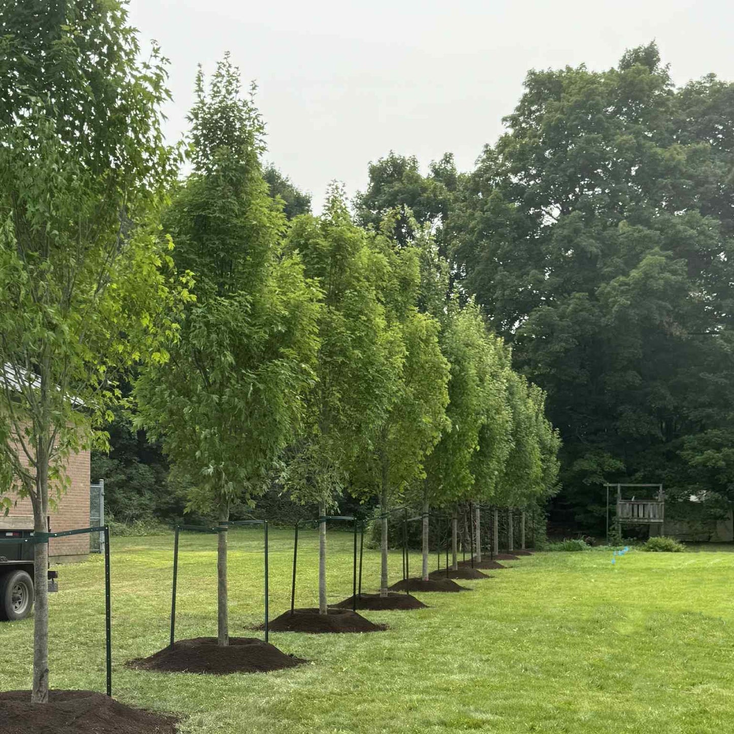 Acer rubrum 'Armstrong Gold'
