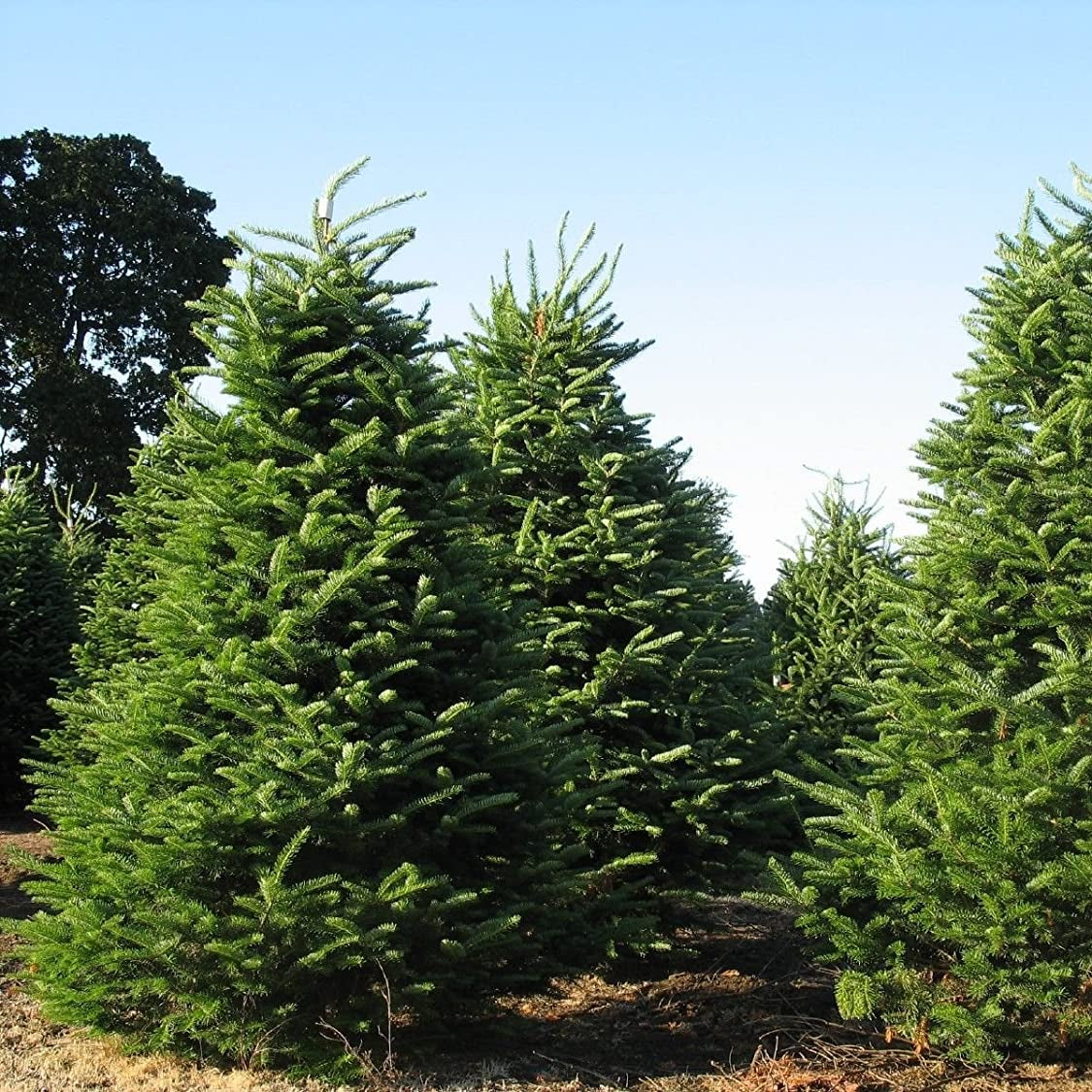 Abies balsamea