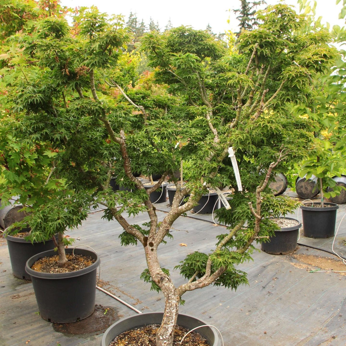 Acer palmatum 'Shishigashira'