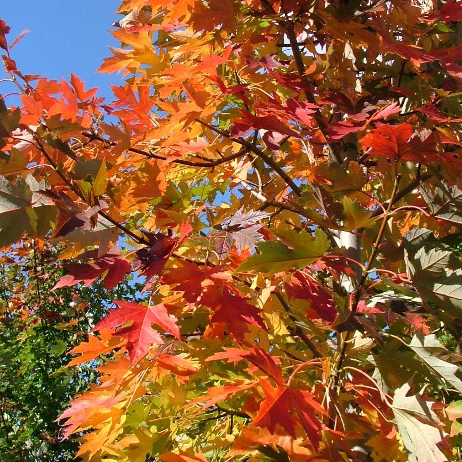 Acer freemanii 'Celebration'