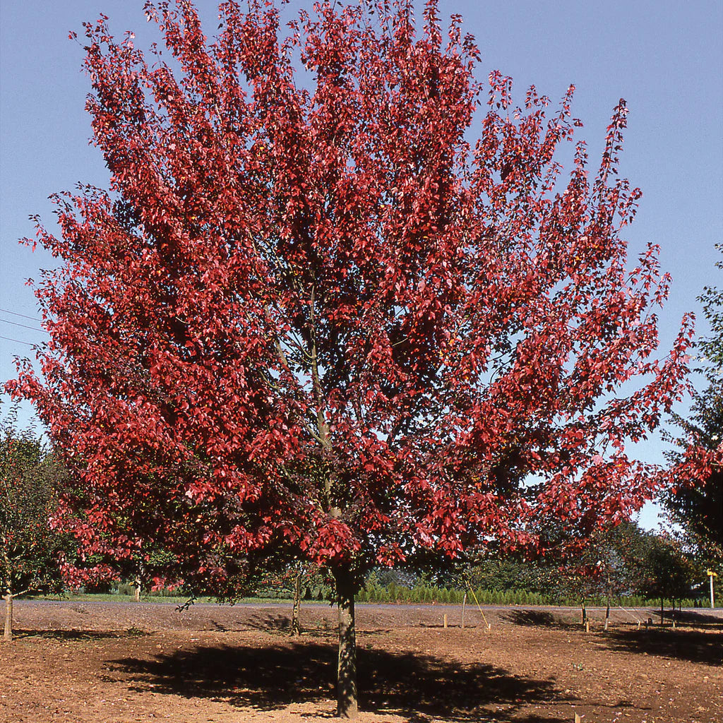 Acer ginnala 'Flame'