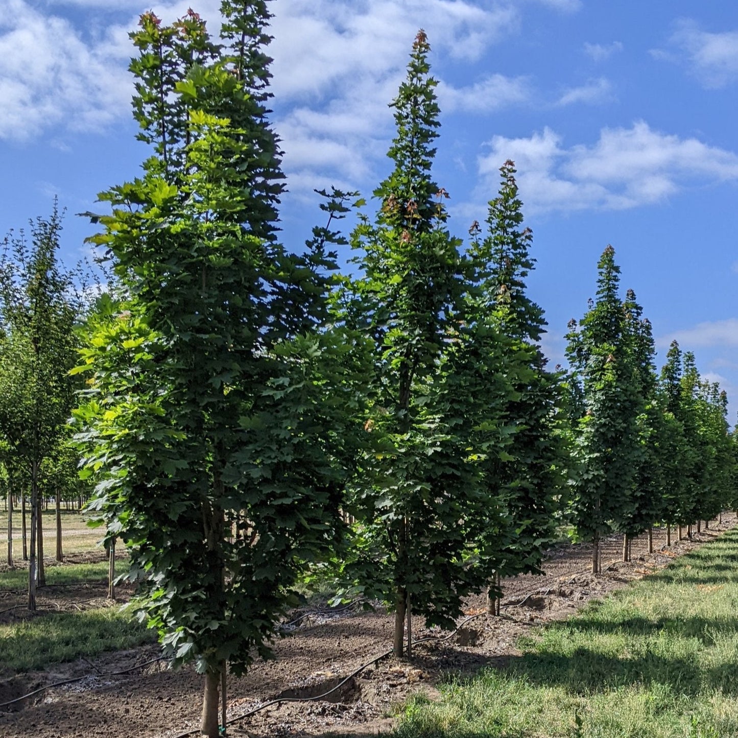 Acer platanoides 'Columnare'