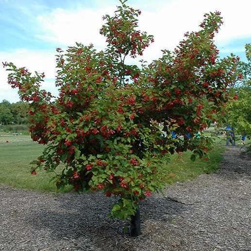 Acer tataricum 'Hot Wings'