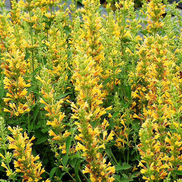 Agastache Poquito™ 'Butter Yellow'
