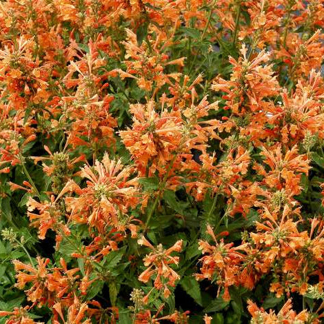 Agastache Poquito™ 'Orange'
