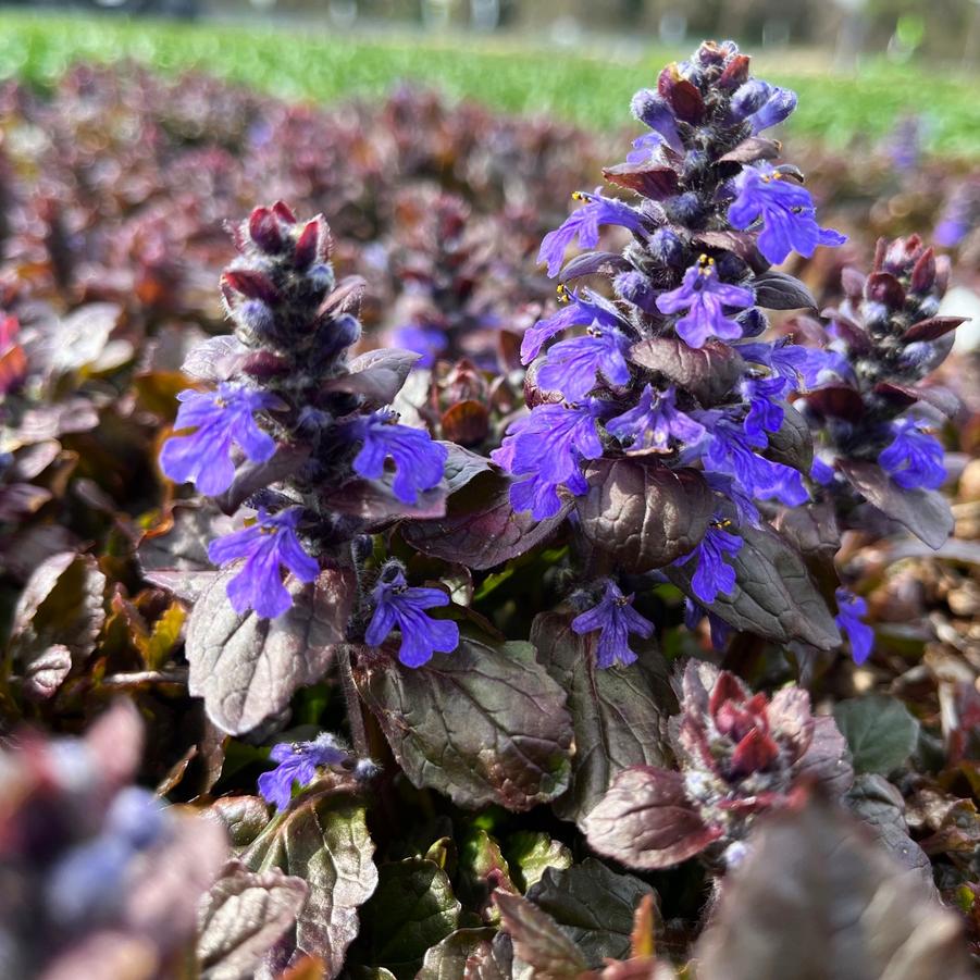 Ajuga reptans 'Black Scallop'