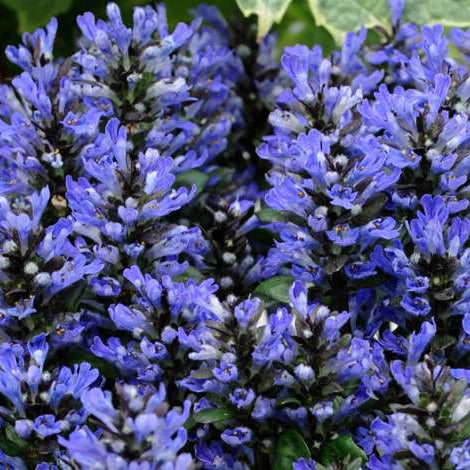 Ajuga reptans 'Blueberry Muffin'
