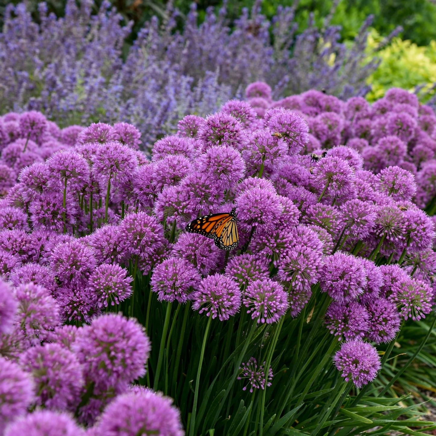 Allium 'Millenium'