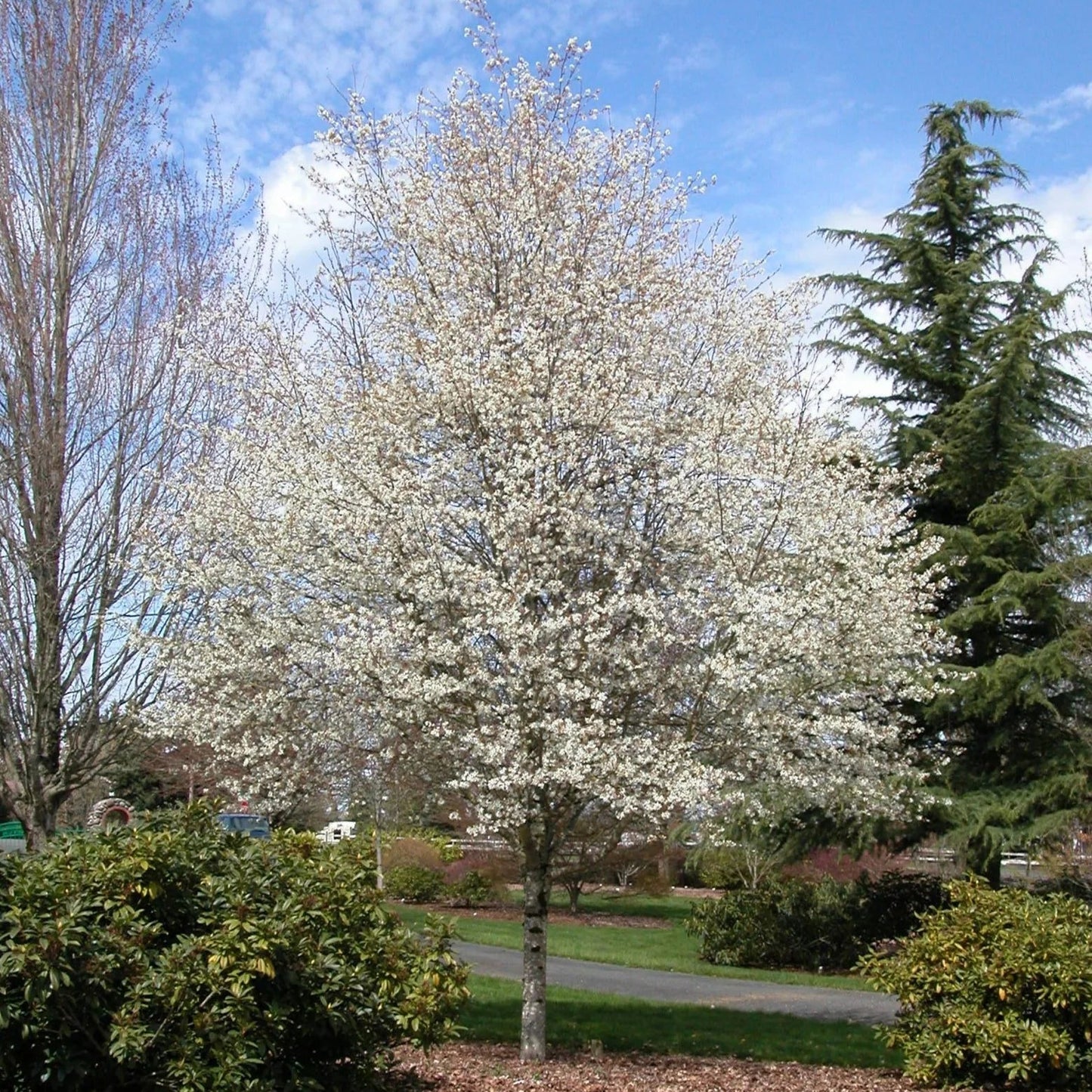 Amelanchier laevis 'Snowflake'