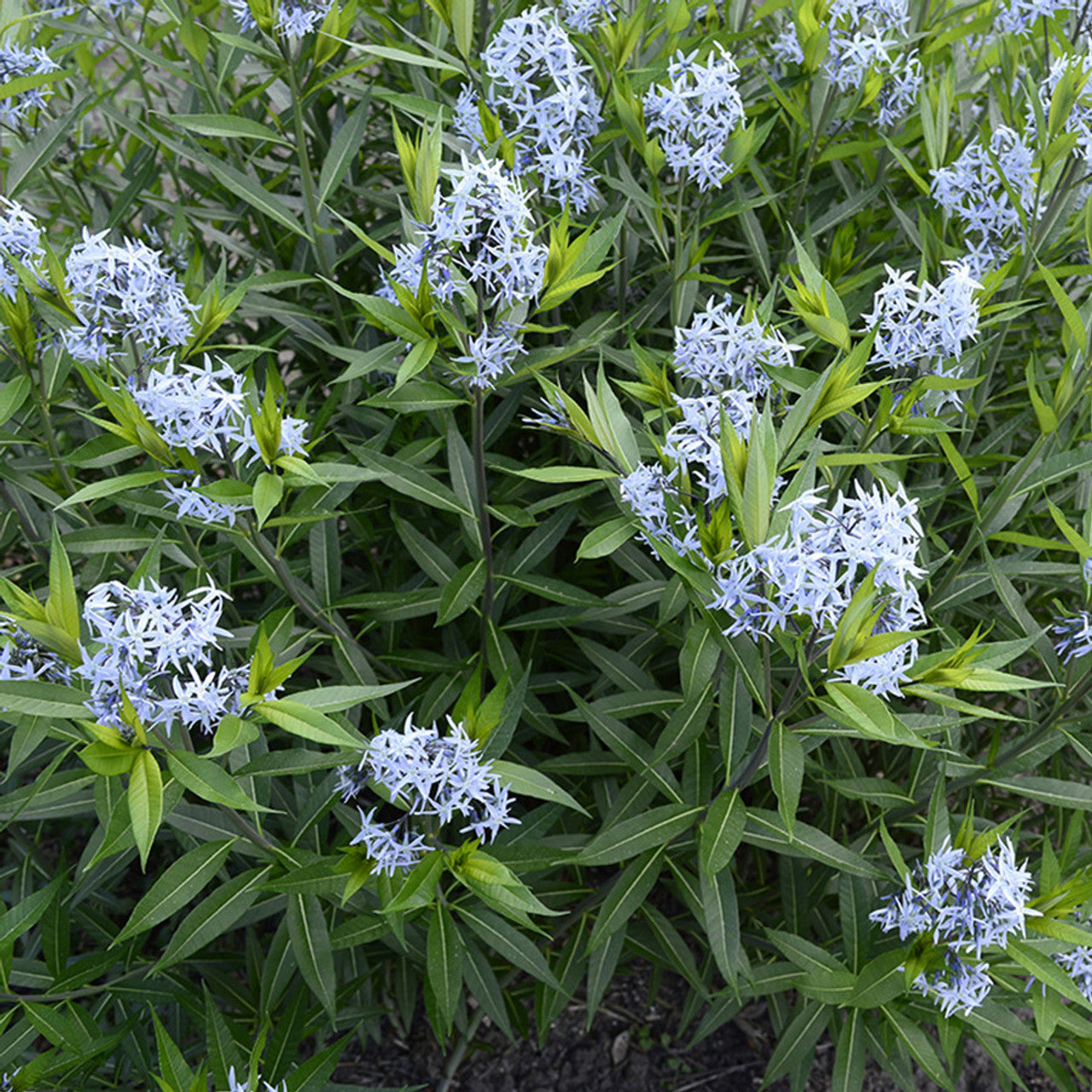 Amsonia hubrichtii