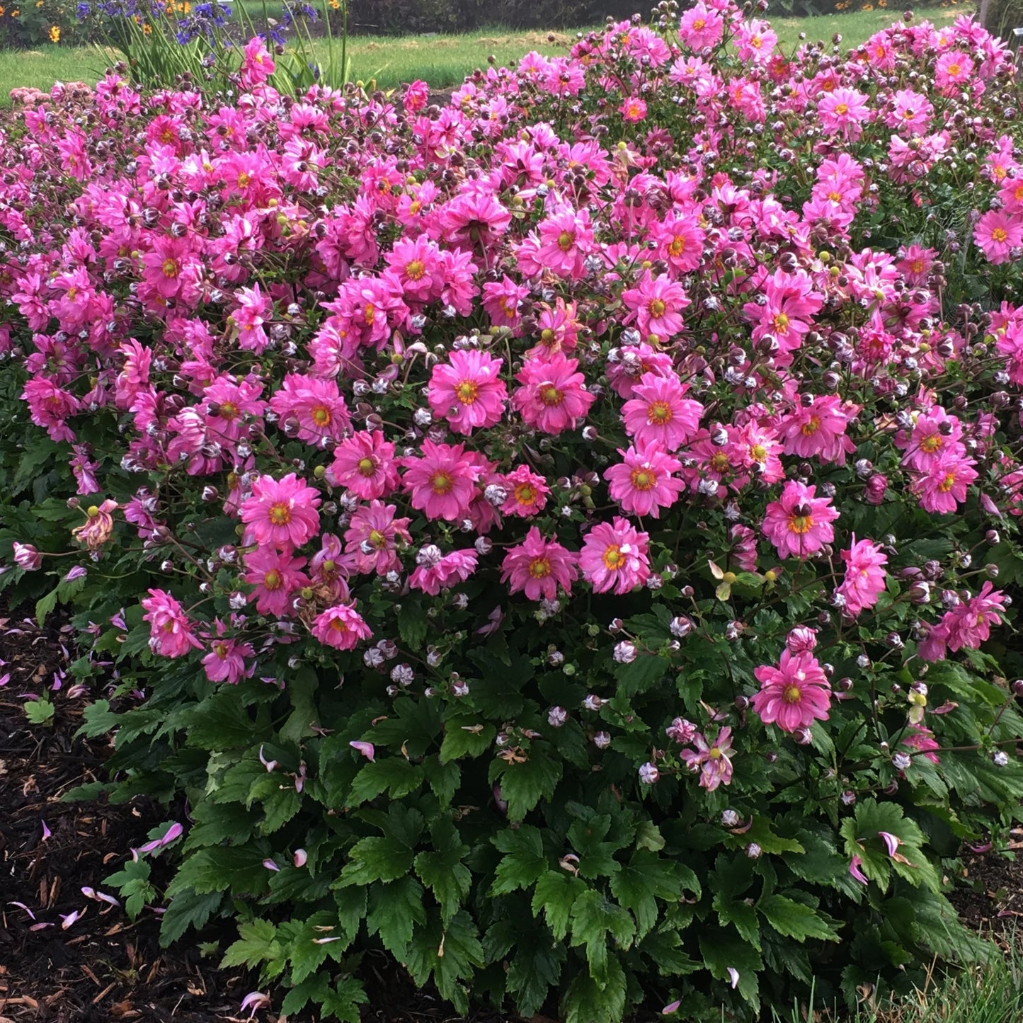 Anemone Fall in Love® 'Sweetly'
