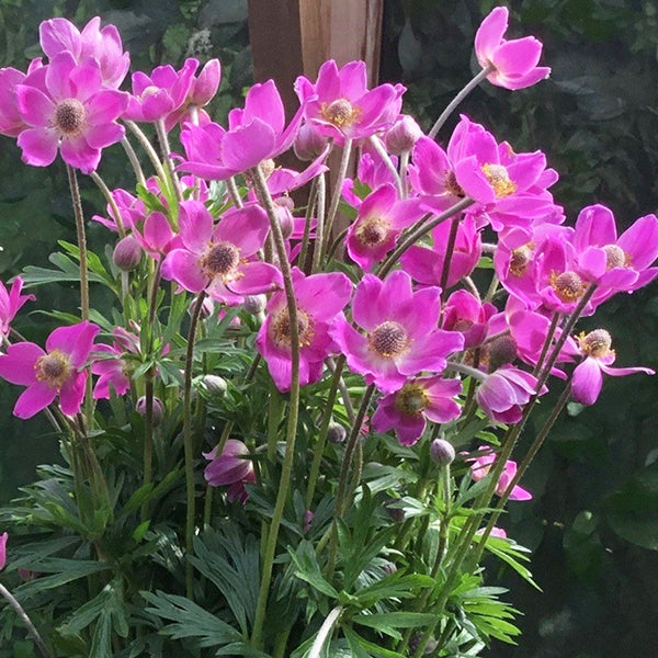 Anemone Spring Beauty™ Pink