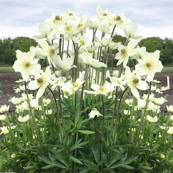 Anemone Spring Beauty™ White