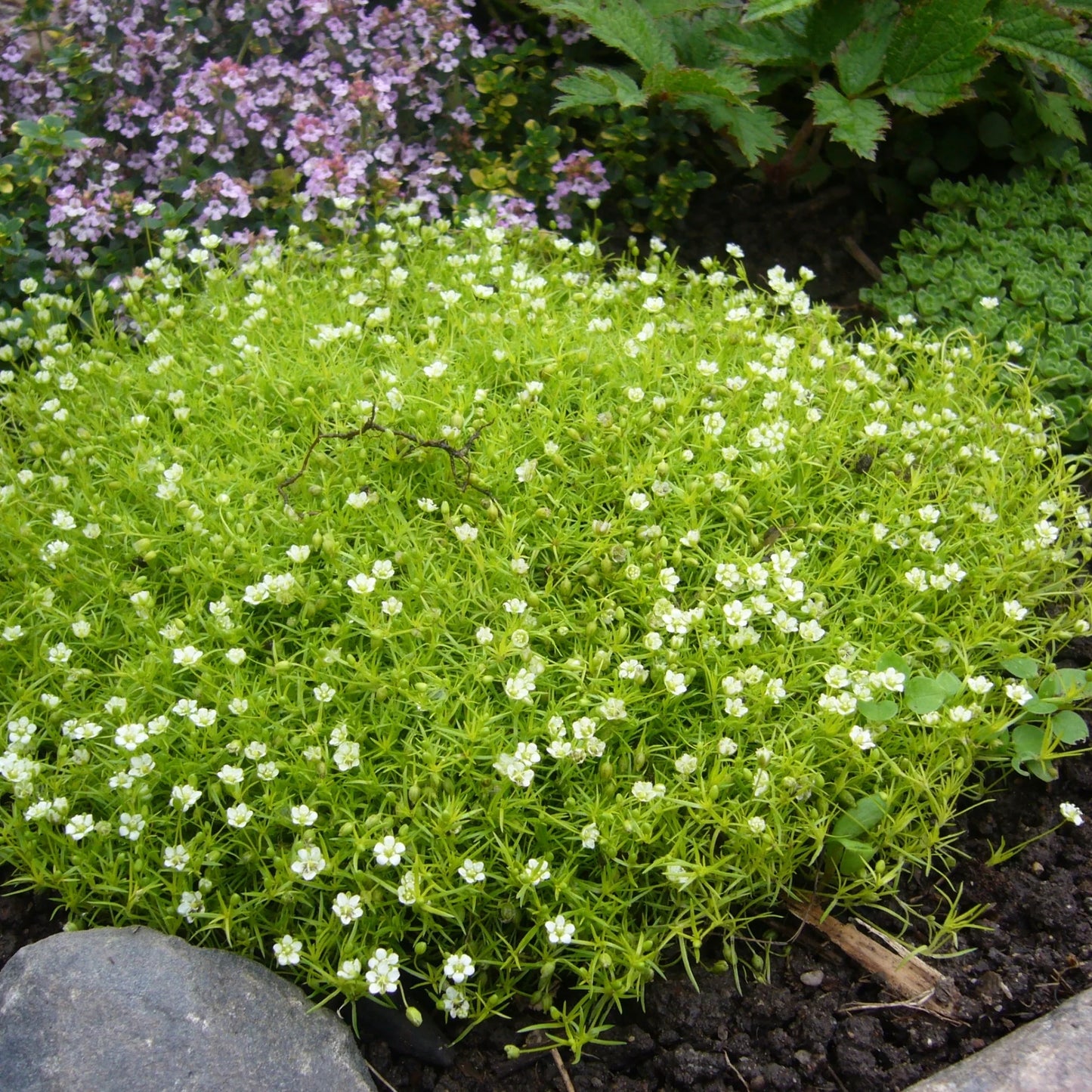 Arenaria verna