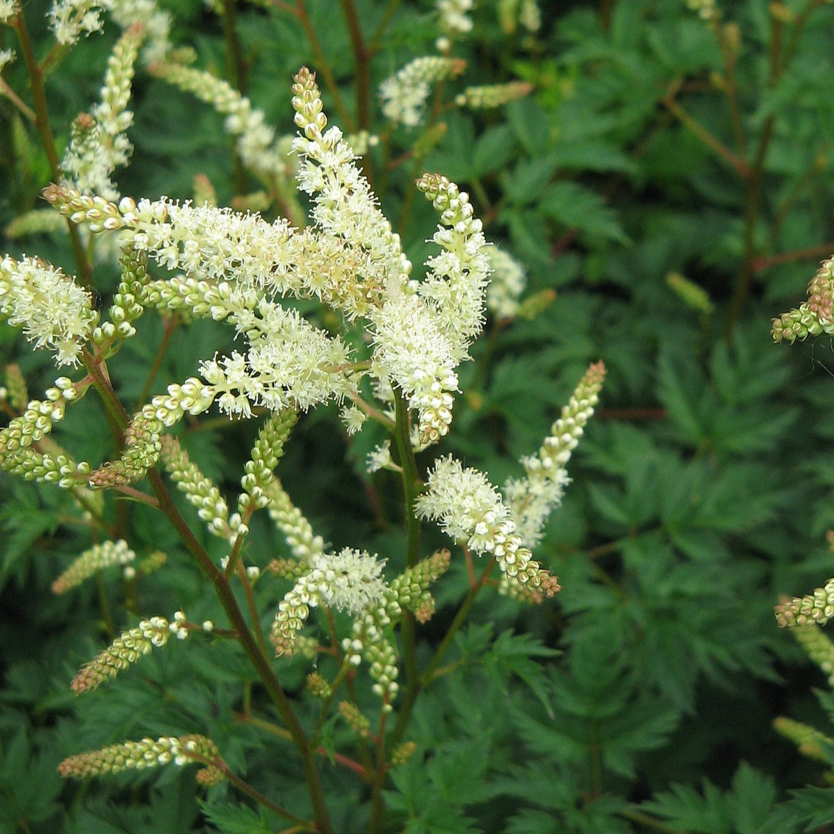 Aruncus aethusifolius