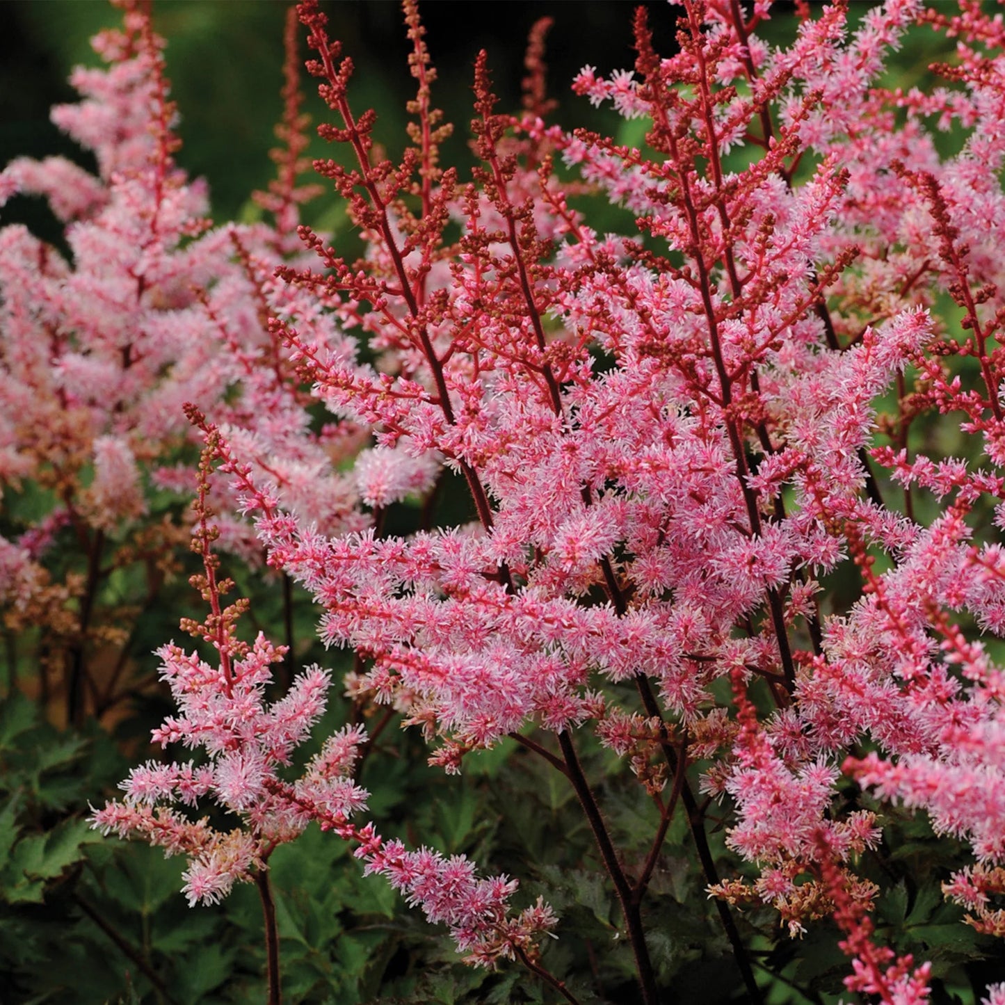 Astilbe 'Delft Lace'