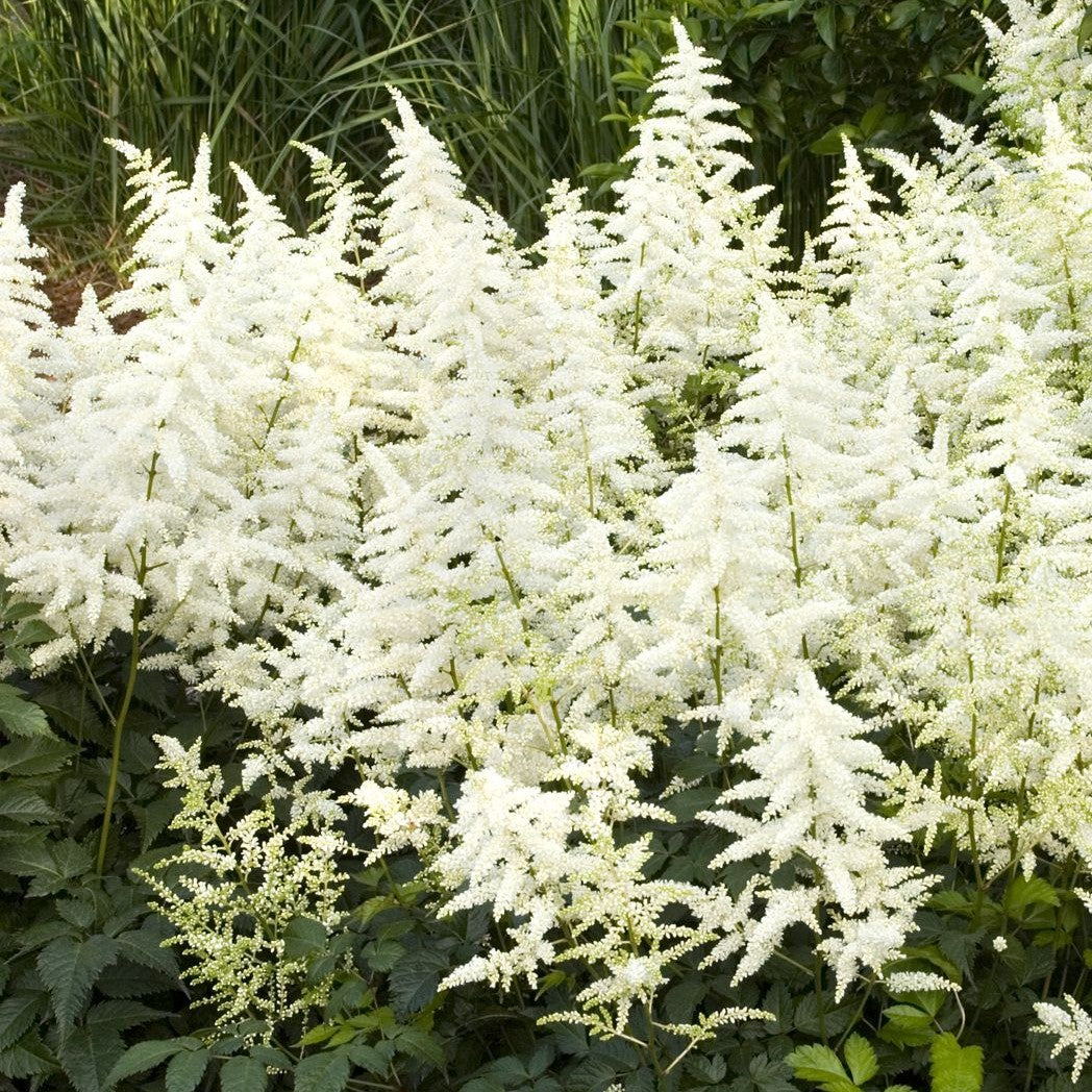 Astilbe arendsii 'Diamant'