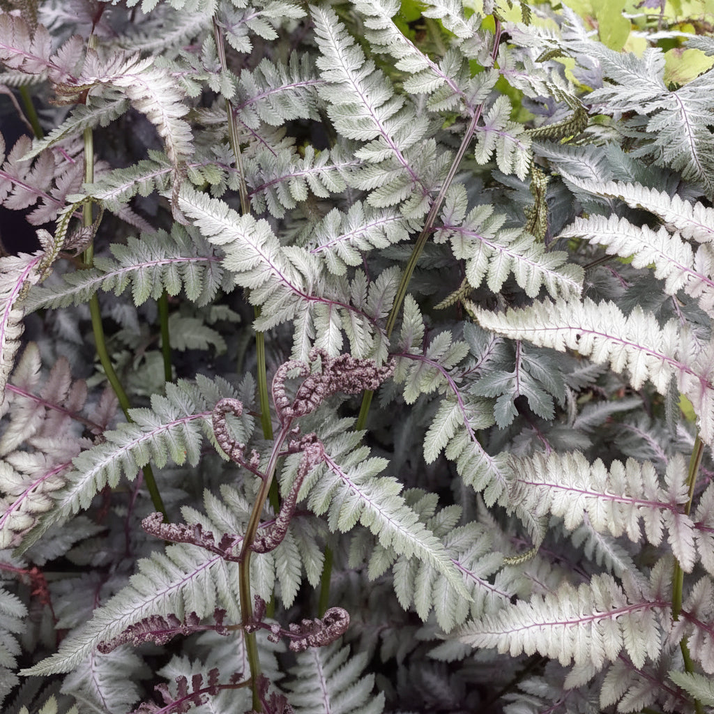 Athyrium 'Metallicum'