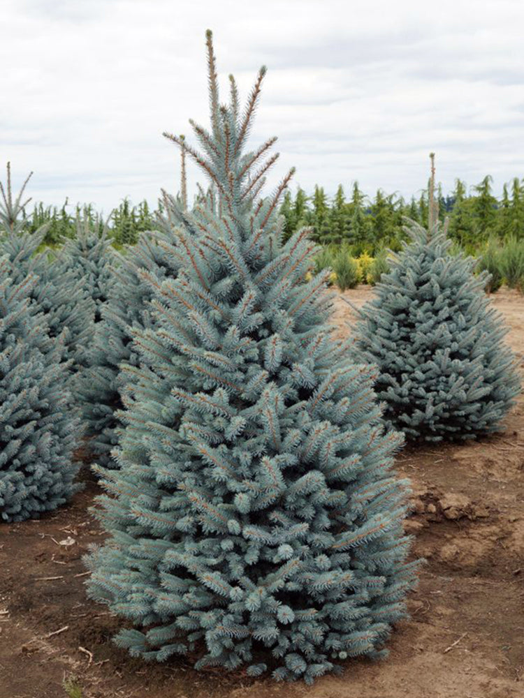 Picea pungens 'Bacheri'