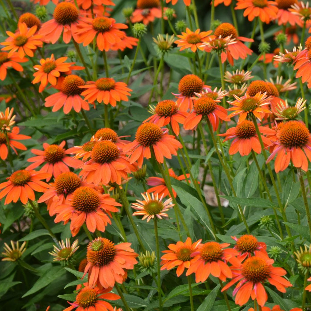Echinacea 'Adobe Orange Sombrero'