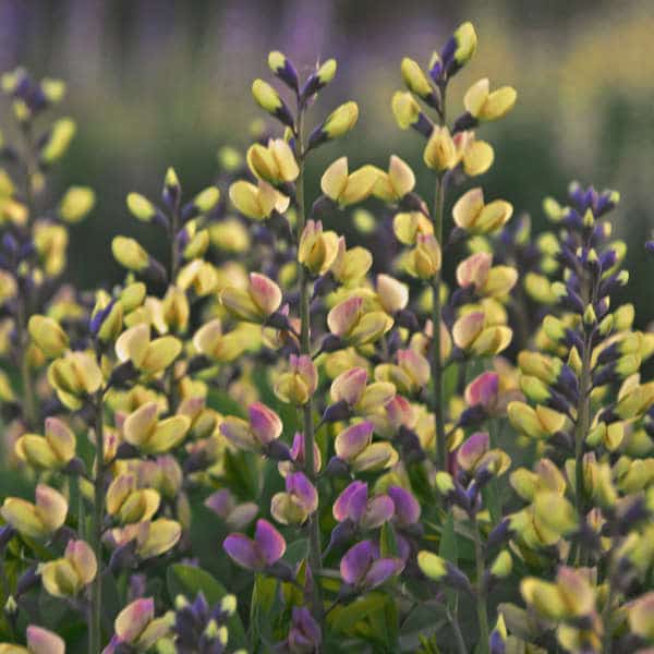 Baptisia Decadence 'Pink Lemonade'