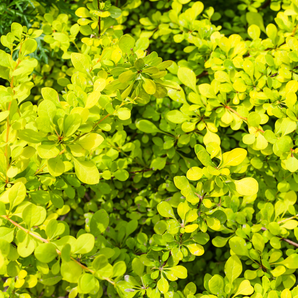 Berberis thunbergii 'Aurea Nana'