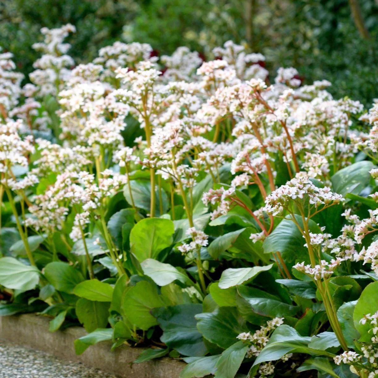 Bergenia 'Bressingham White'