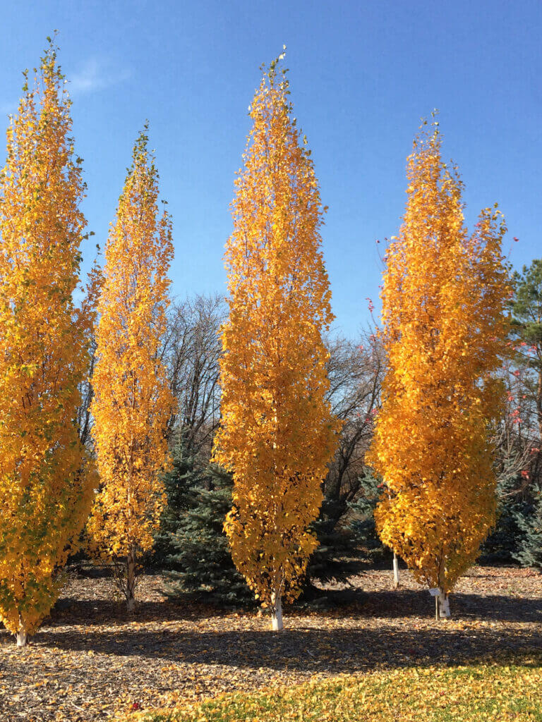 Betula 'Parkland Pillar'(colonnaire)
