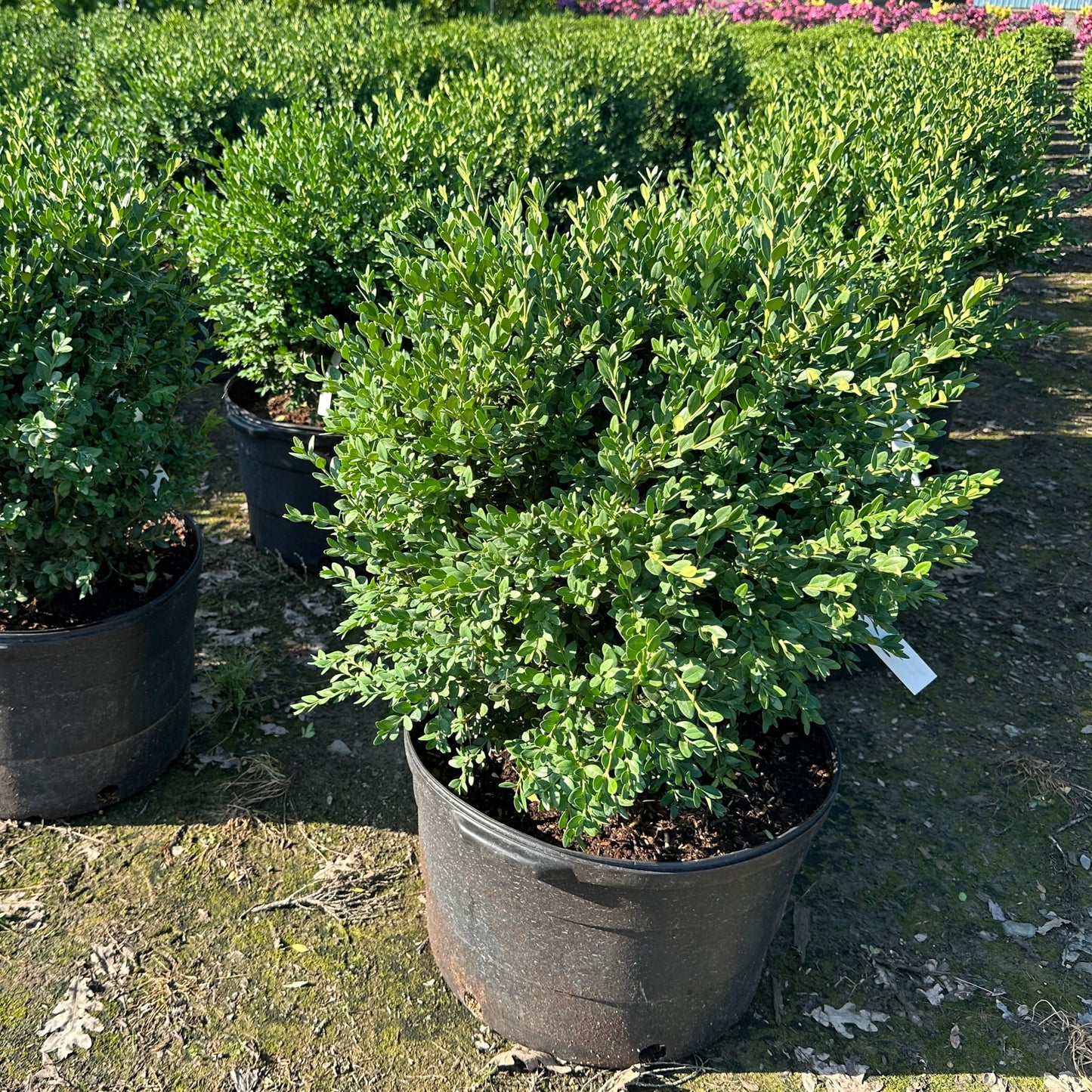 Buxus 'Green Velvet'