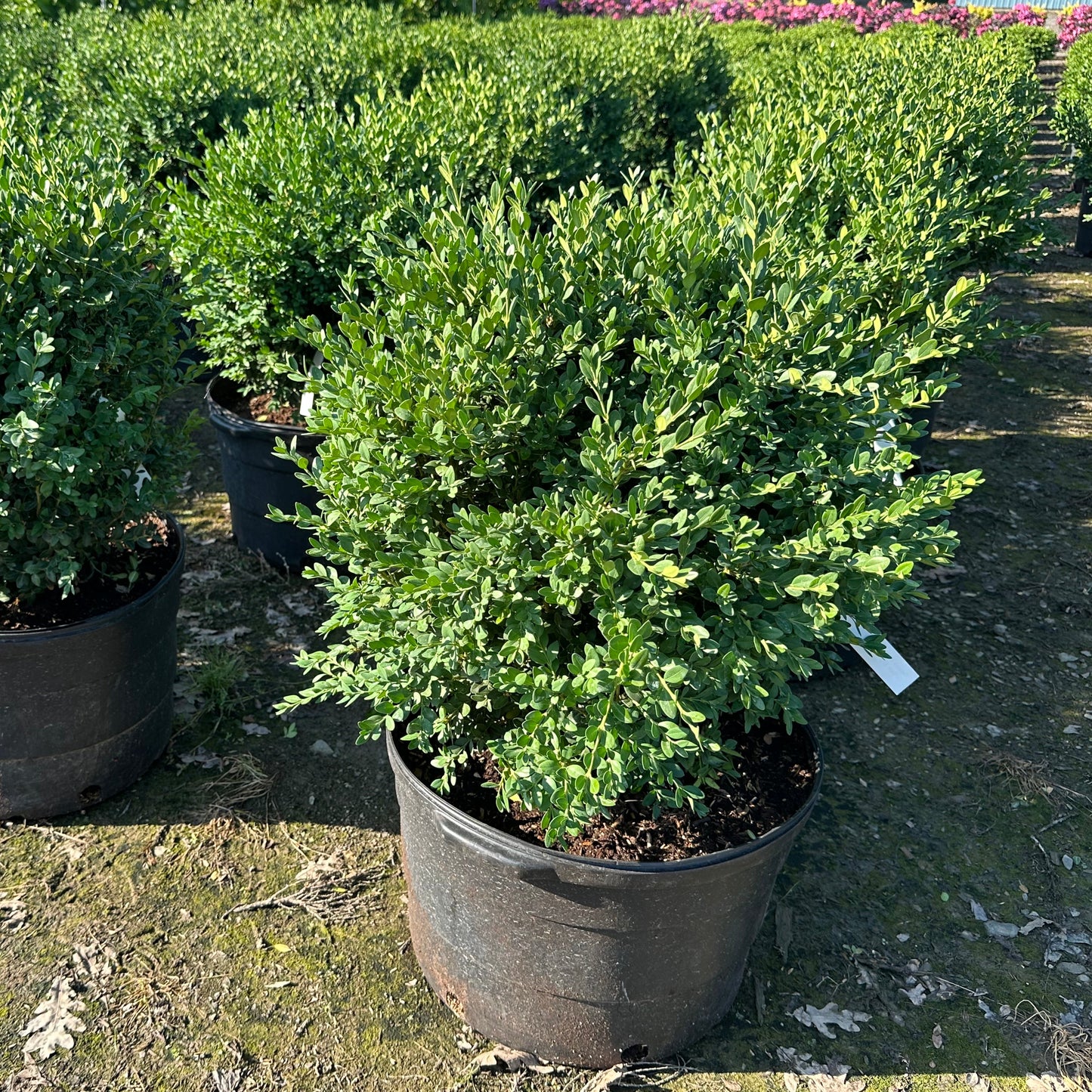 Buxus 'Green Moutain'
