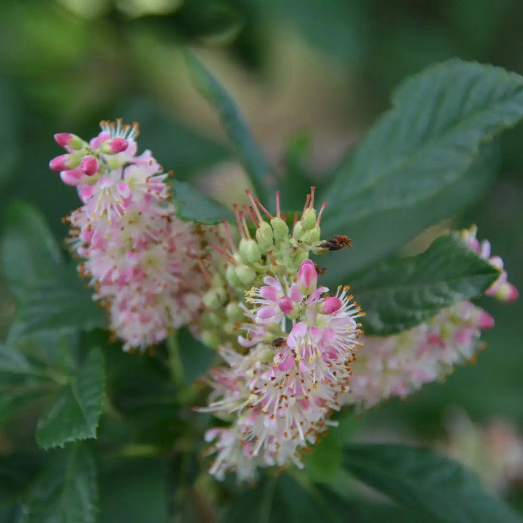 Clethra alnifolia 'Fern Valley Pink'