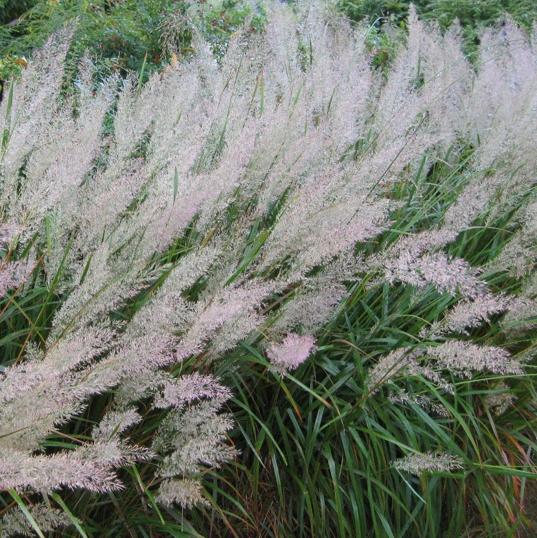 Calamagrostis brachytricha