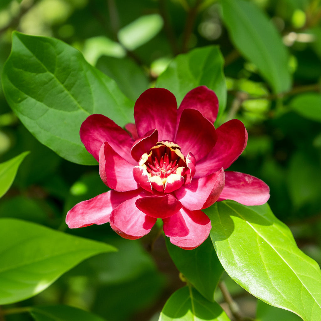 Calycanthus 'Aphrodite'