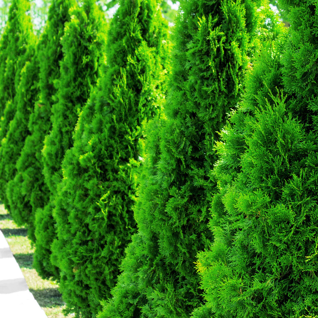Thuya occidentalis 'Emerald Petite'
