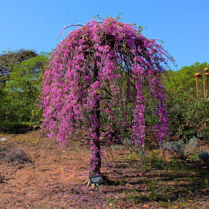 Cercis canadensis 'Lavender Twist' (Covey)