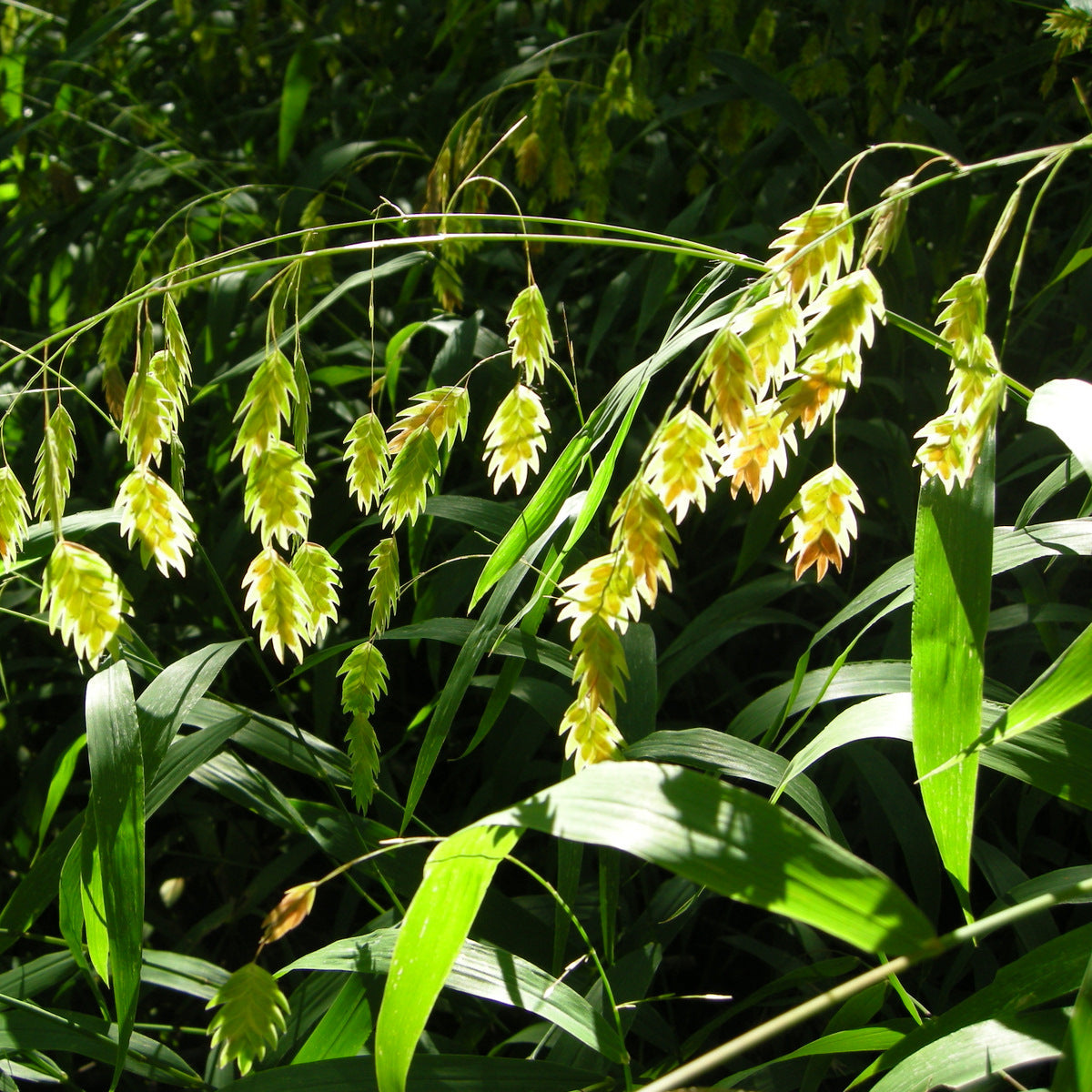 Chasmanthium latifolium (Uniola latifolia)