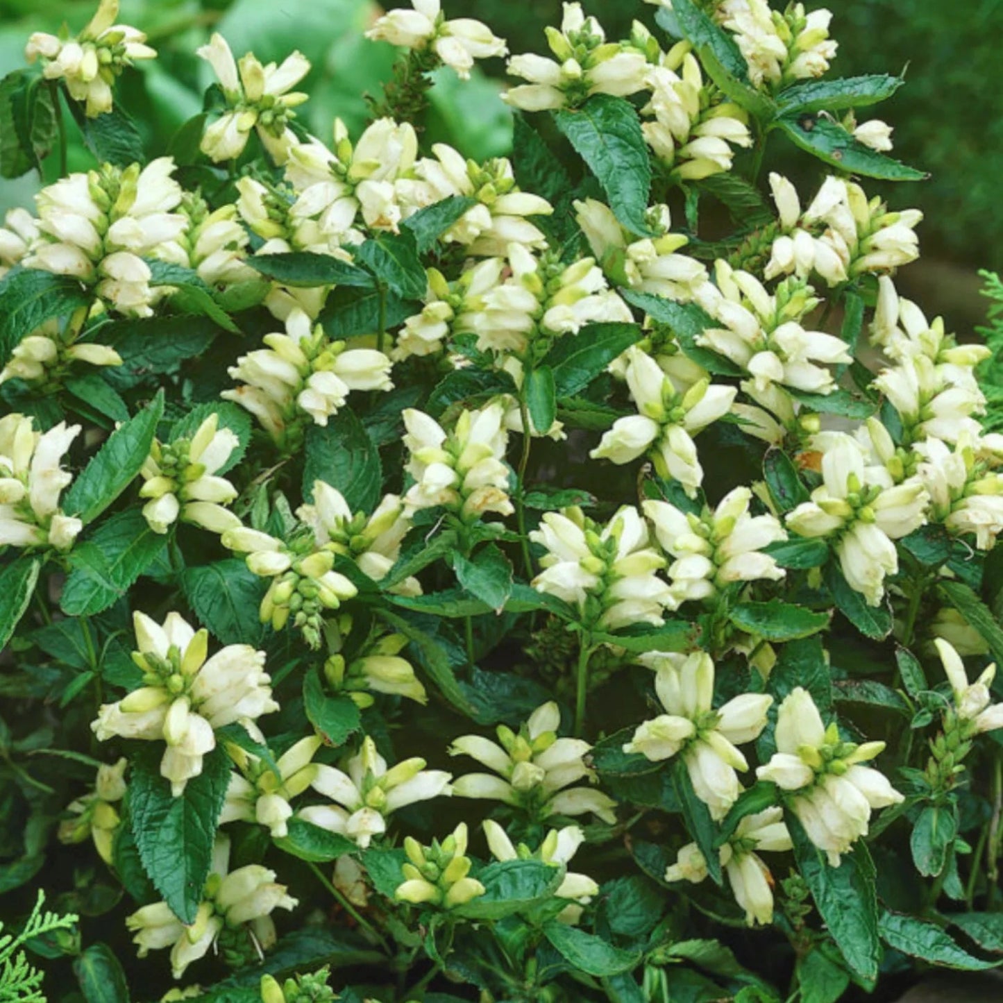 Chelone obliqua 'Alba'