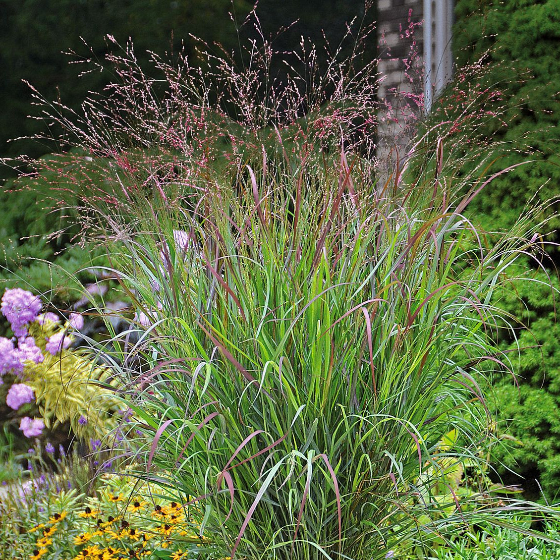 Panicum virgatum 'Cheyenne Sky'