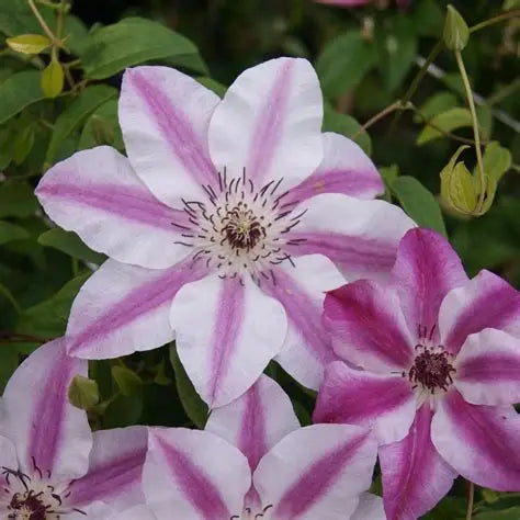 Clematis 'Captain Thuilleaux'