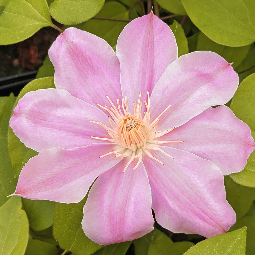 Clematis 'Irène'