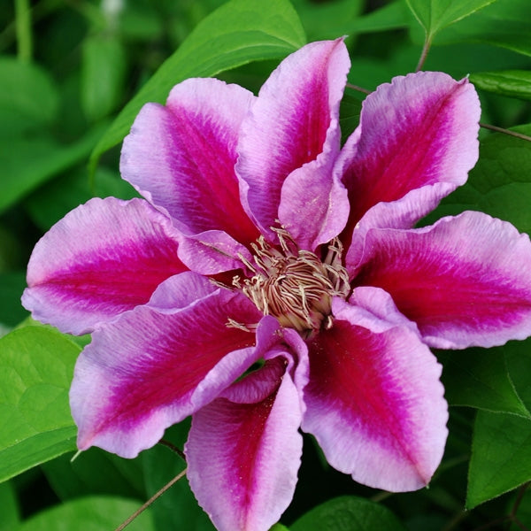 Clematis 'Kilian Donahue'