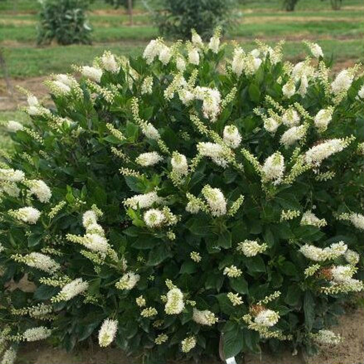 Clethra alnifolia 'Hummingbird'