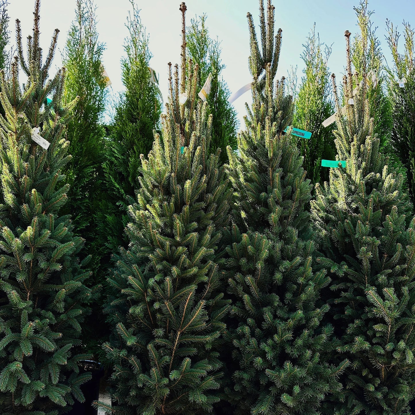 Picea abies 'Cupressina'