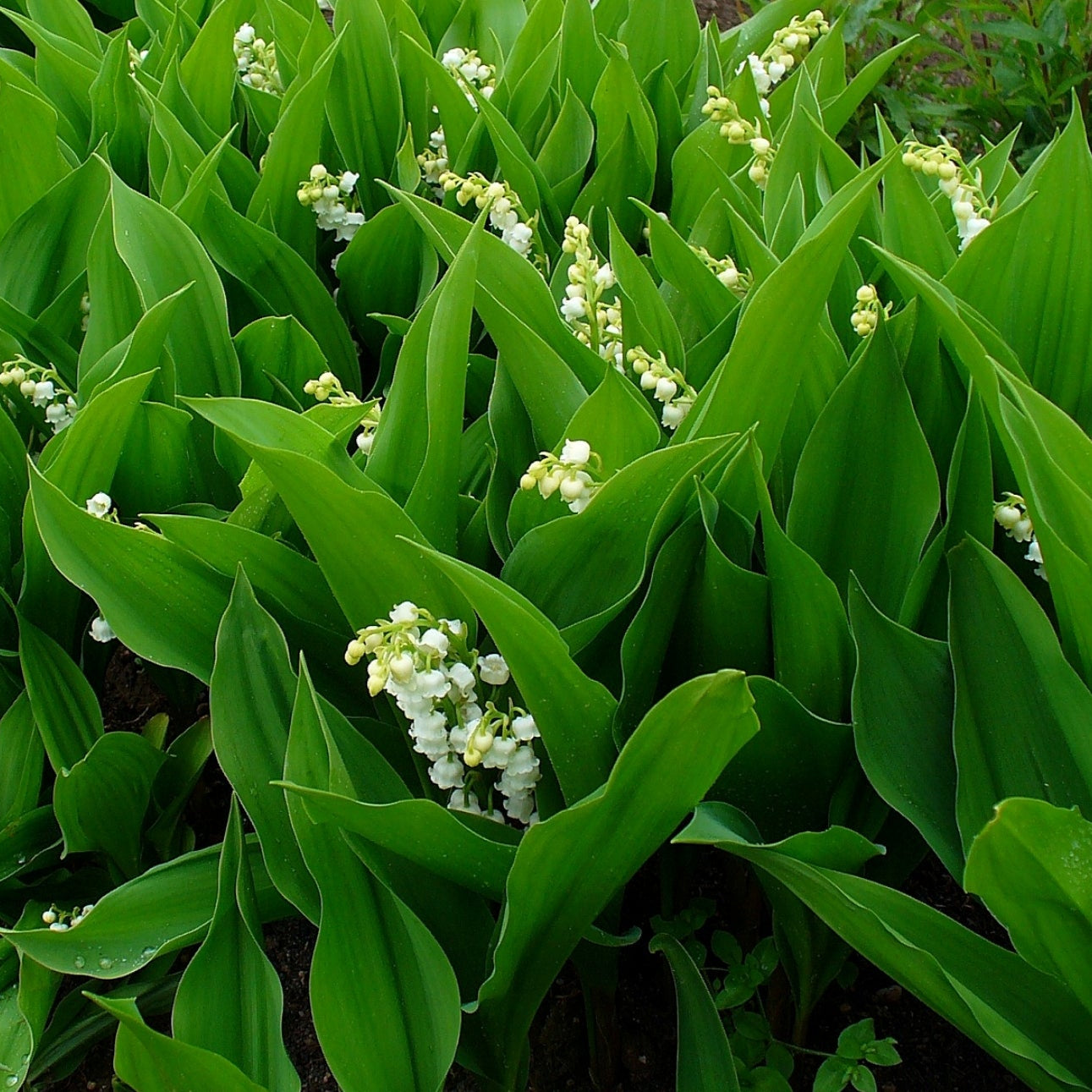 Convallaria majalis