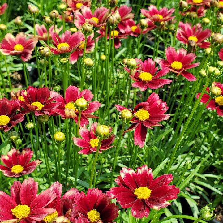 Coreopsis Li'l Bang™ 'Red Elf'